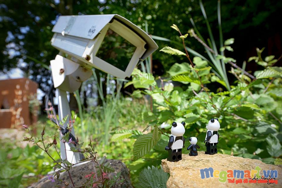 Gia đình gấu trúc đang ở giữa khung cảnh thiên nhiên xanh ngát