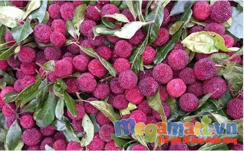 Quả thanh mai được nhiều nơi bán giới thiệu tốt cho sức khỏe, vị chua ngọt ngon