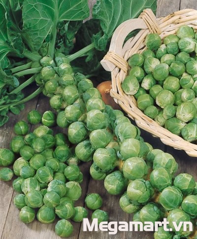 Tự trồng hạt giống bắp cải tí hon – cơn sốt mới của các mẹ Hà Nội - 1 cây có thể cho 150 - 170 quả mọc dọc theo thân cây