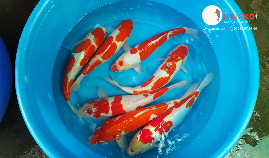Mở Bán Lô Cá Koi F1 Tuyển Chọn, Chất Lượng Cao Mở Bán Lô Cá Koi F1 Tuyển Chọn, Chất Lượng Cao