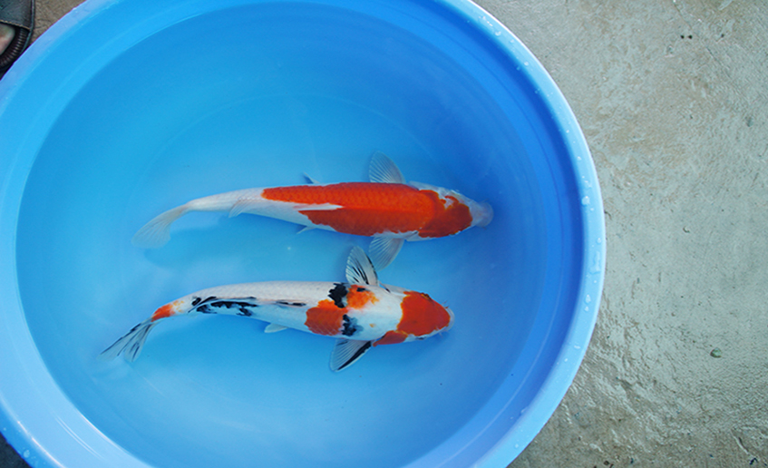 Lô cá F1 chất lượng cao tháng 7/2015 Lô cá F1 chất lượng cao tháng 7/2015