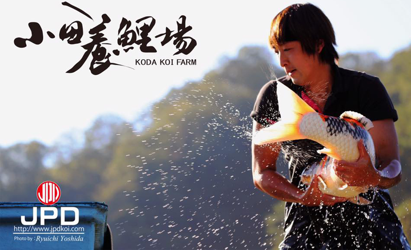 JPD Koi Food - Lựa chọn số 1 của các trang trại cá Koi danh tiếng Nhật Bản JPD Koi Food - Lựa chọn số 1 của các trang trại cá Koi danh tiếng Nhật Bản