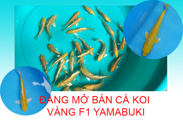 Cá koi F1 vàng đang mở bán 6/2019 Cá koi F1 vàng đang mở bán 6/2019