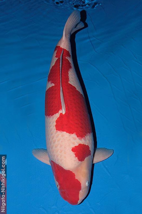 11 year All Japan Koi Show