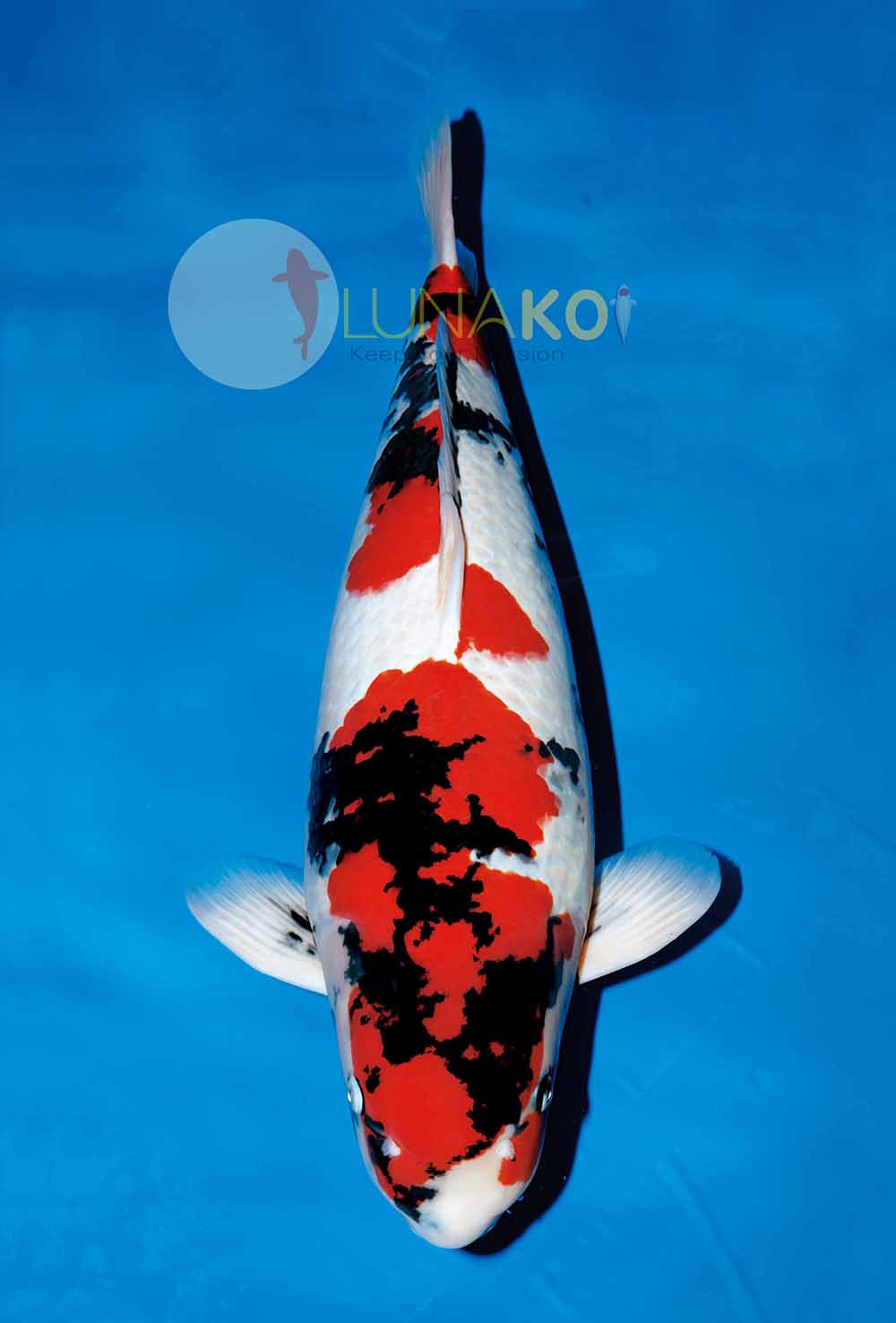 Koi Show Nhat Ban