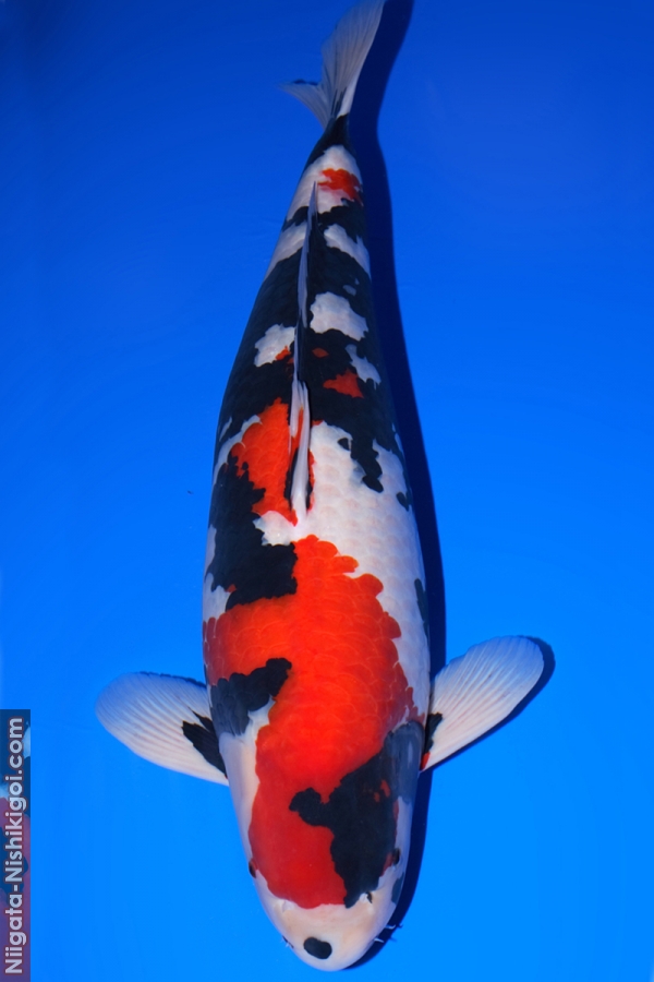 11 year All Japan Koi Show