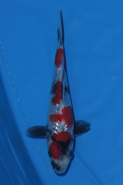 Hội thi cá Koi