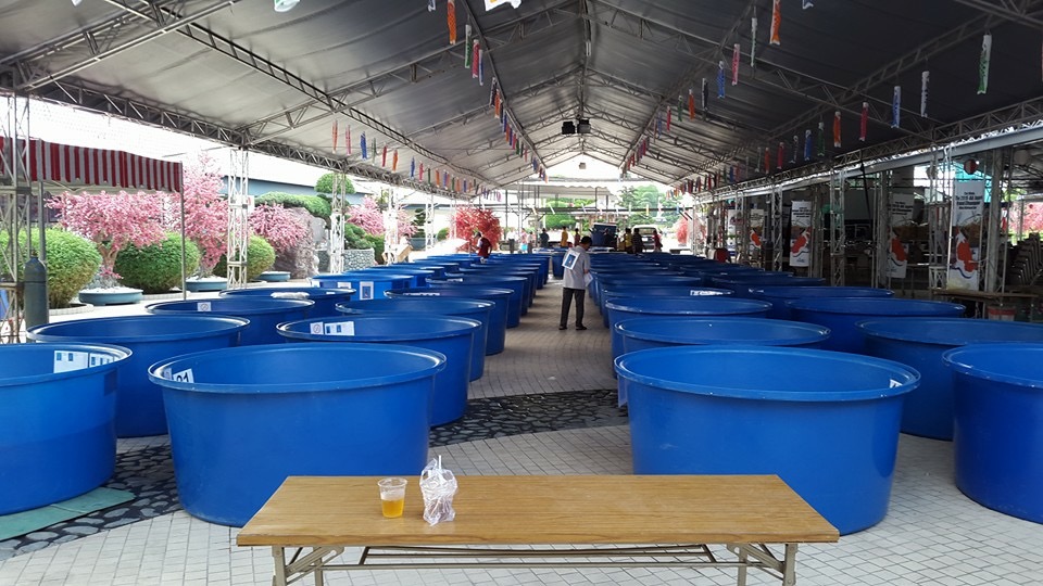 Young Koi Show 2015
