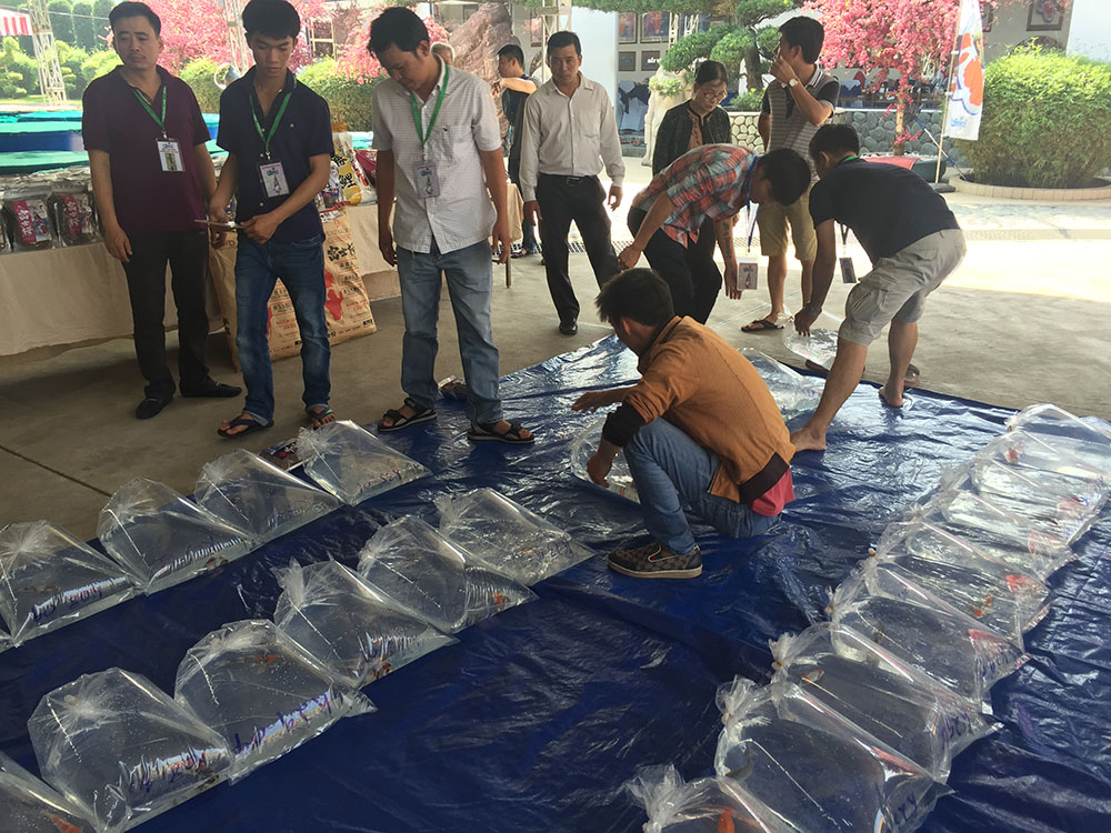 Young Koi Show 2015