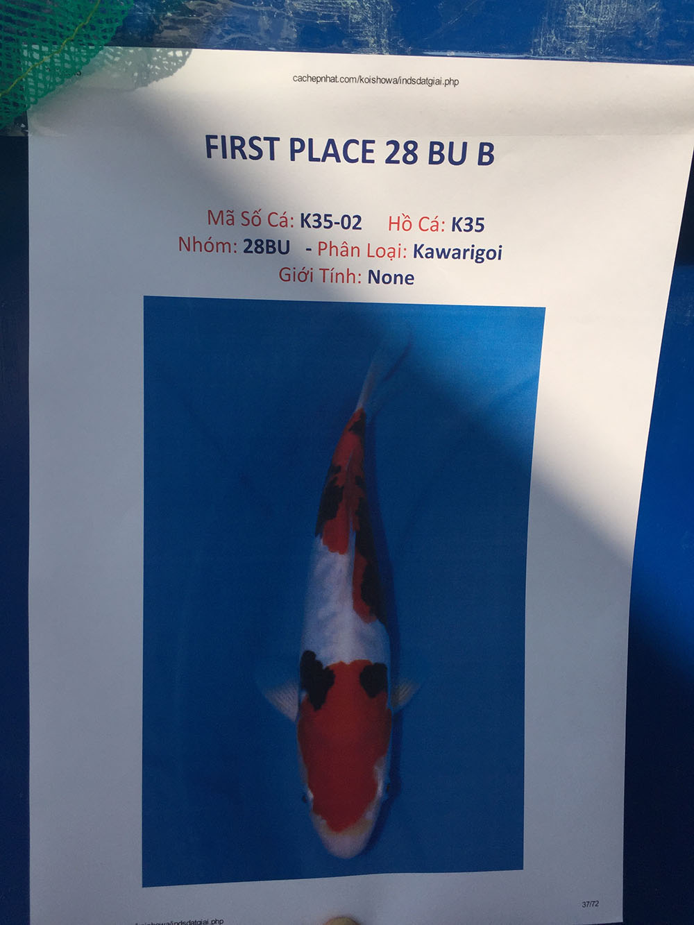 Young Koi Show 2015