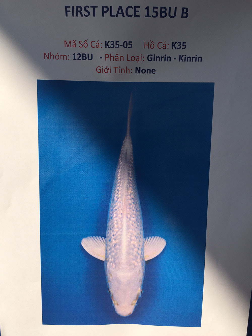 Young Koi Show 2015