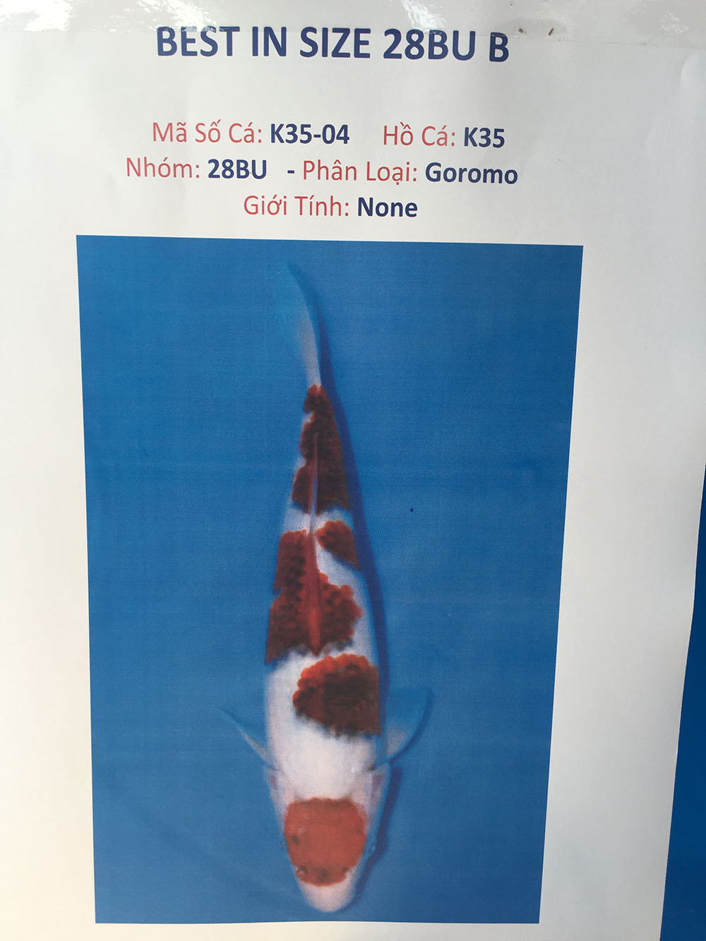 Young Koi Show 2015