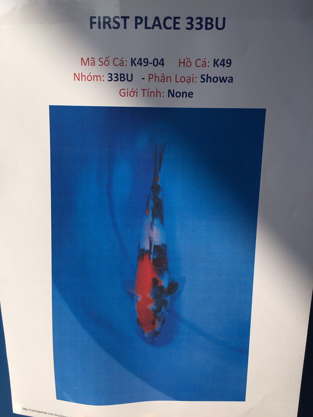 Young Koi Show 2015