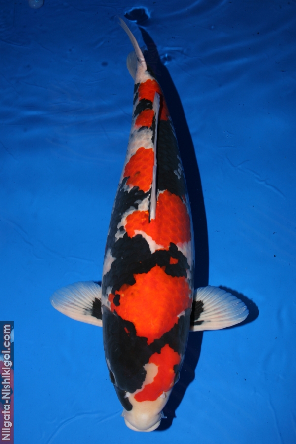 11 year All Japan Koi Show
