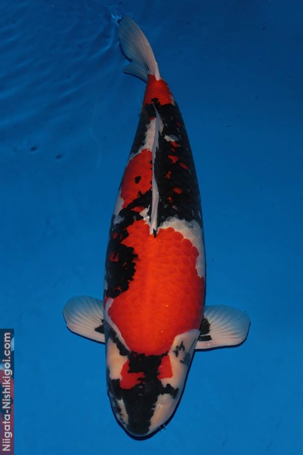 11 year All Japan Koi Show