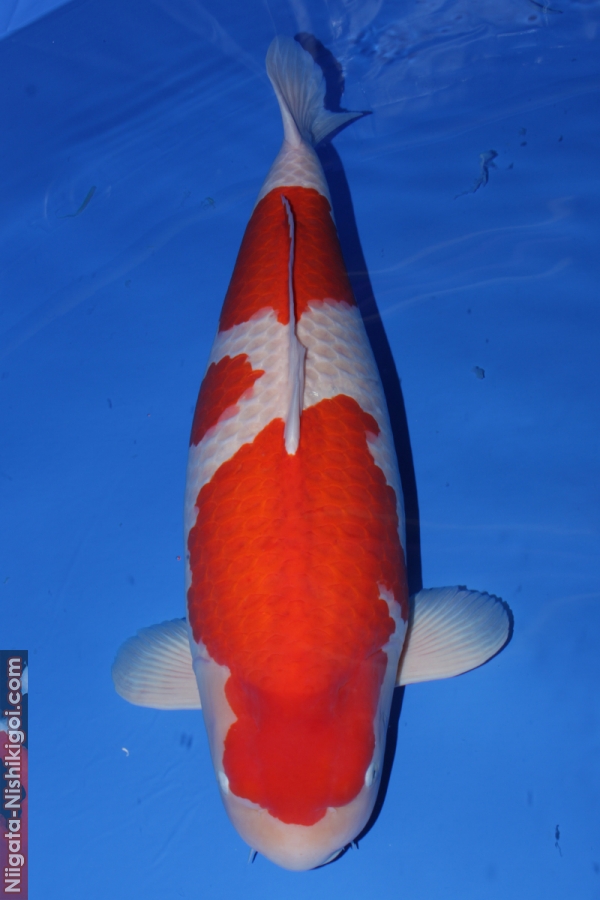 11 year All Japan Koi Show