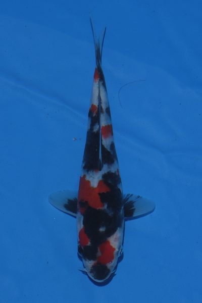 Hội thi cá Koi