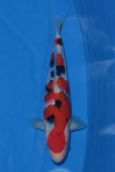 Hội thi cá Koi