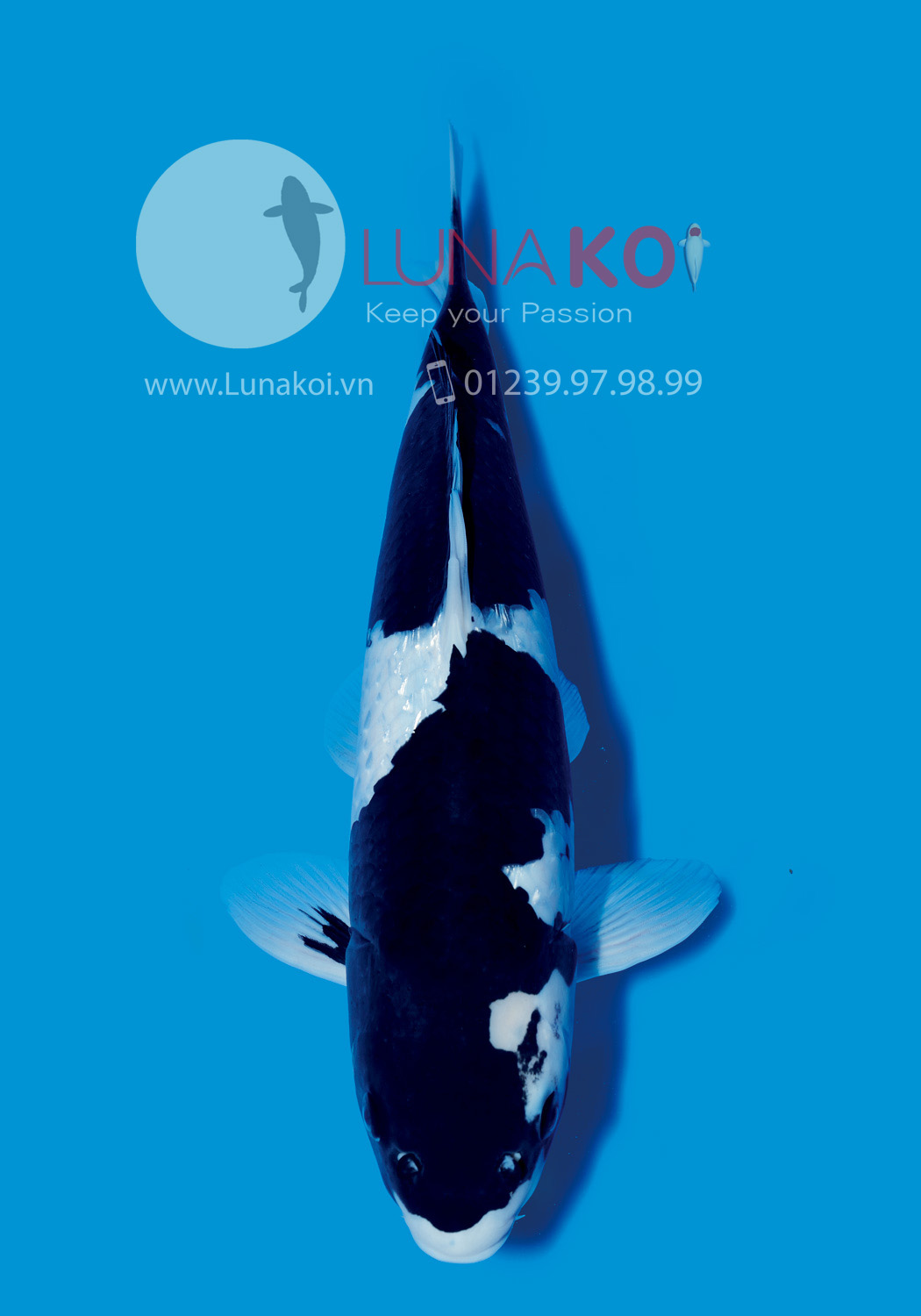 All Japan Koi Show 2015