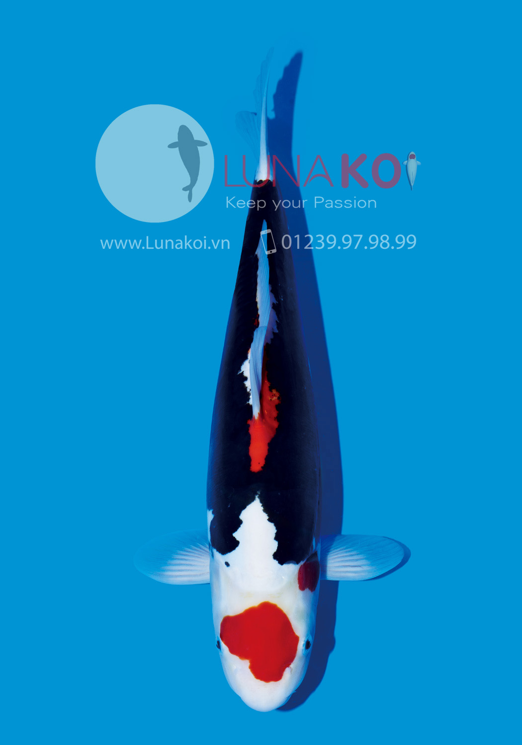 All Japan Koi Show 2015