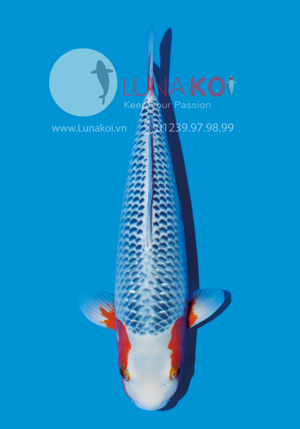 All Japan Koi Show 2015