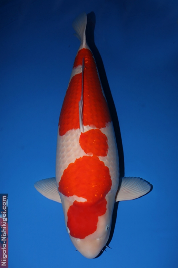 11 year All Japan Koi Show