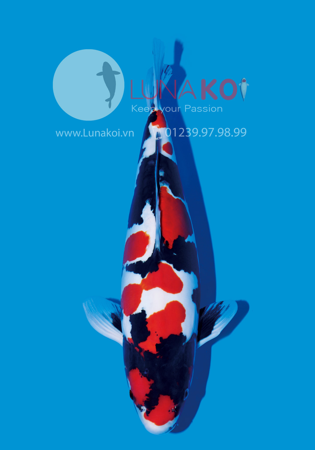 All Japan Koi Show 2015