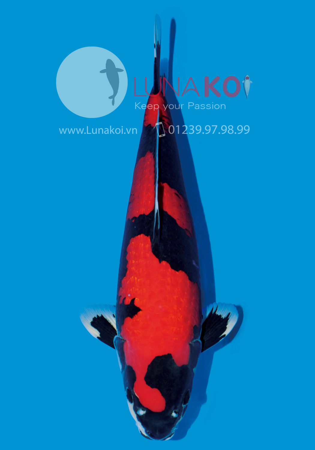 All Japan Koi Show 2015