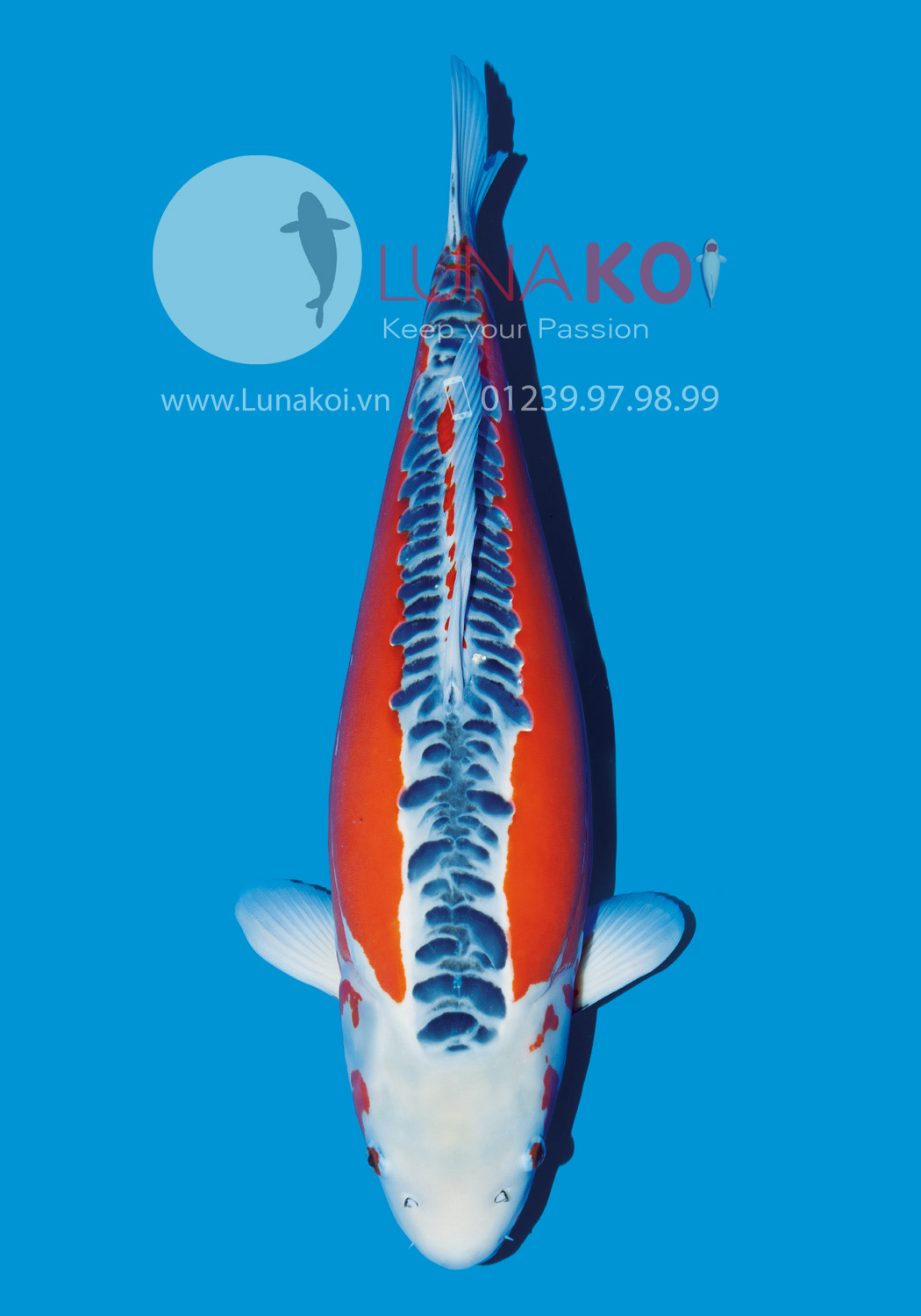 All Japan Koi Show 2015