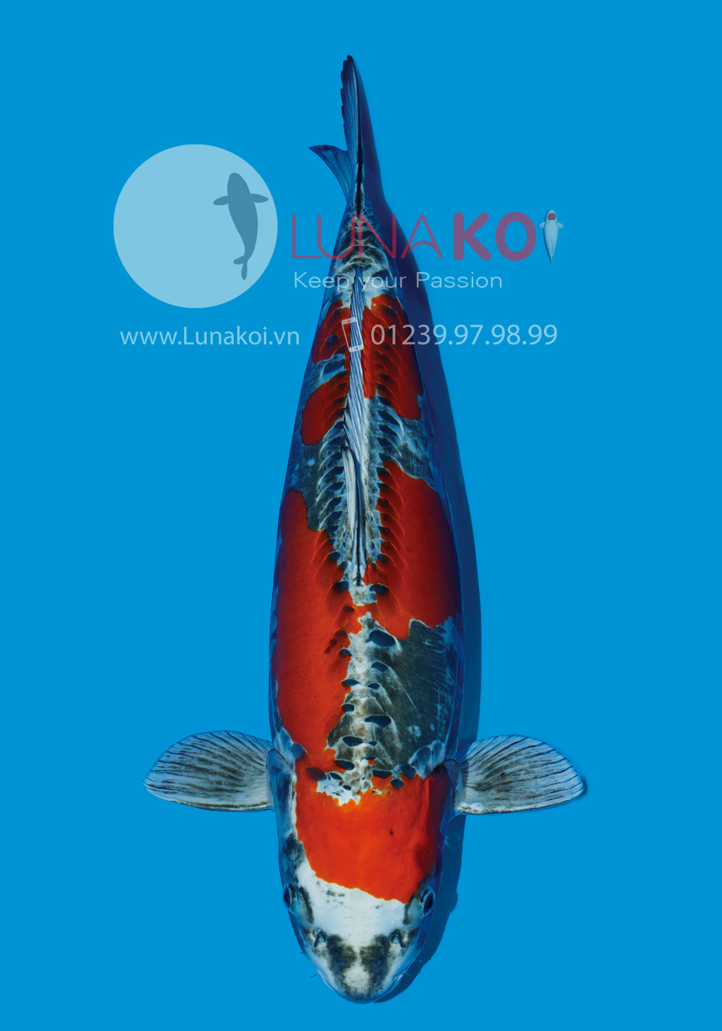 All Japan Koi Show 2015