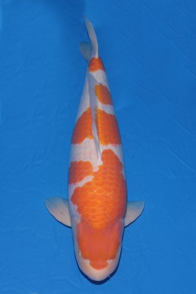 Hội thi cá Koi