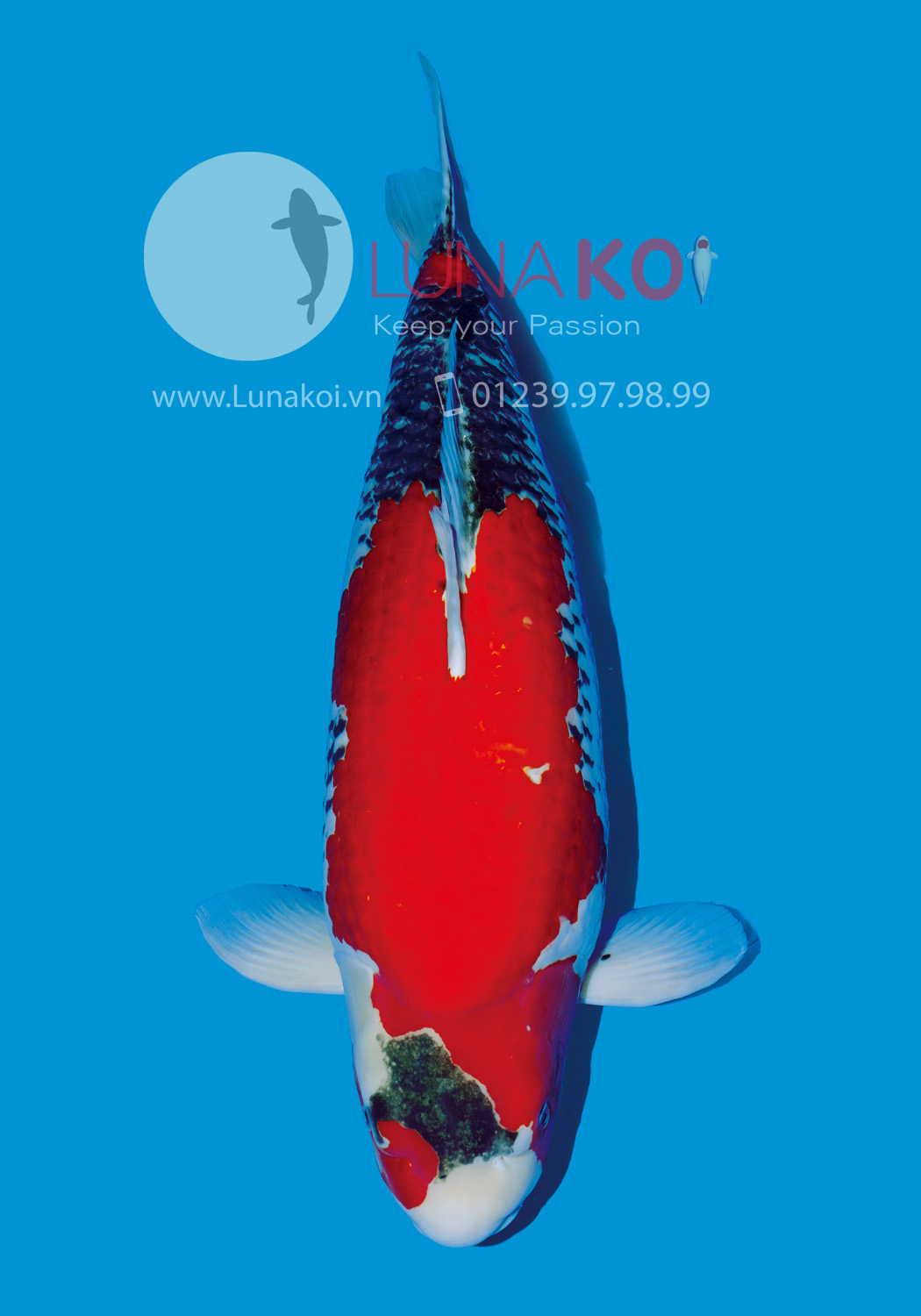 All Japan Koi Show 2015