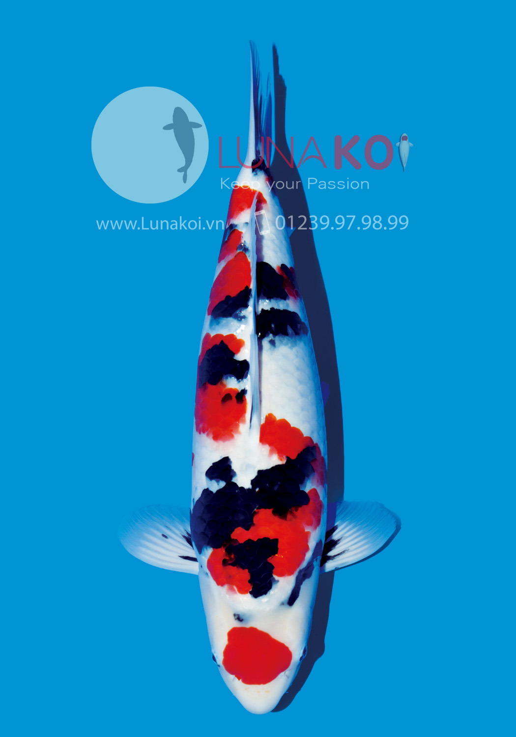 All Japan Koi Show 2015