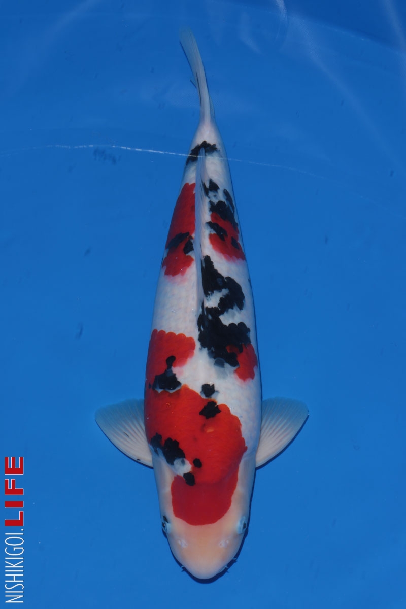 All Japan Koi Show 2017