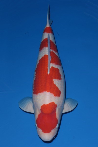 All Japan Koi Show 2016
