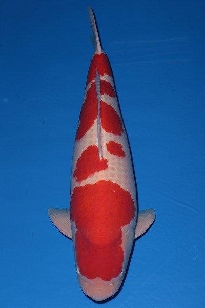 All Japan Koi Show 2016