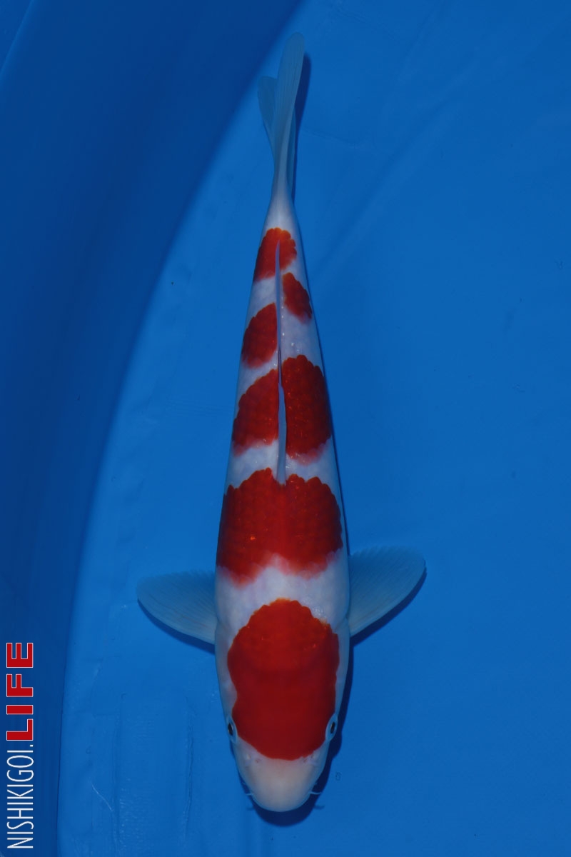 All Japan Koi Show 2017