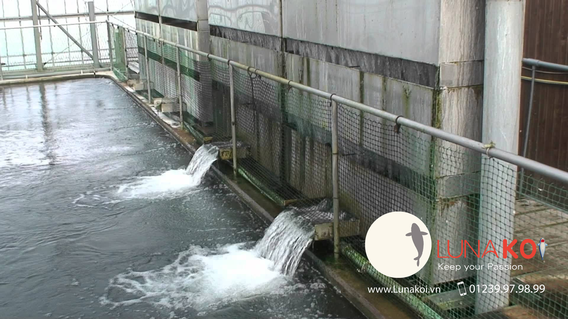 bakki-shower-momotaro-koi-farm.jpg