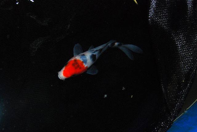 bat ca bang vot gay stress cho ca koi