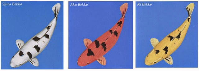 bekko luna koi