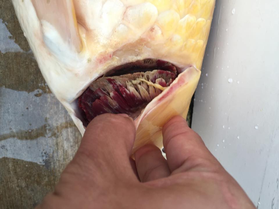 7 mối nguy hiểm có thể giết chết cá Koi của bạn