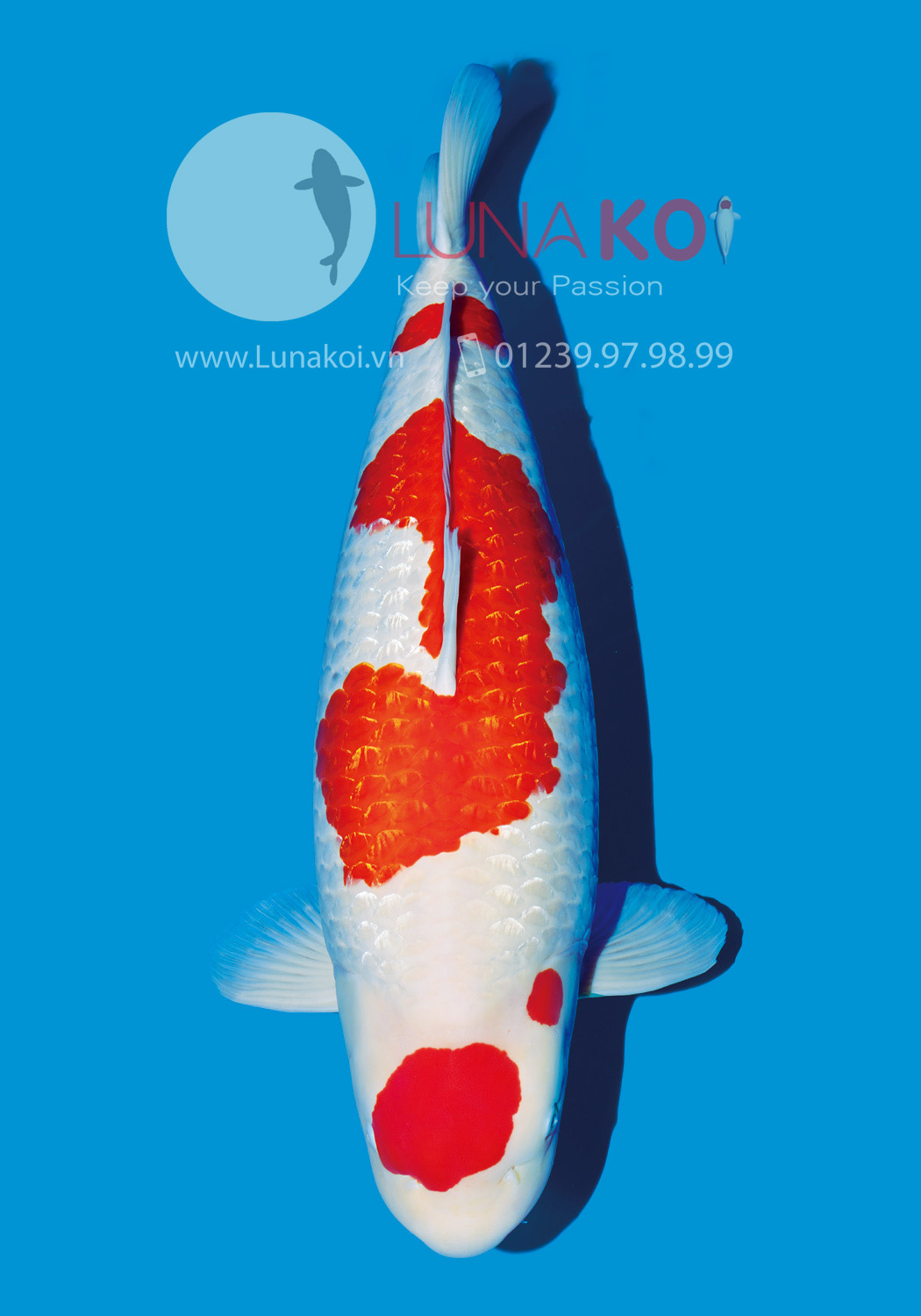 All Japan Koi Show 2015