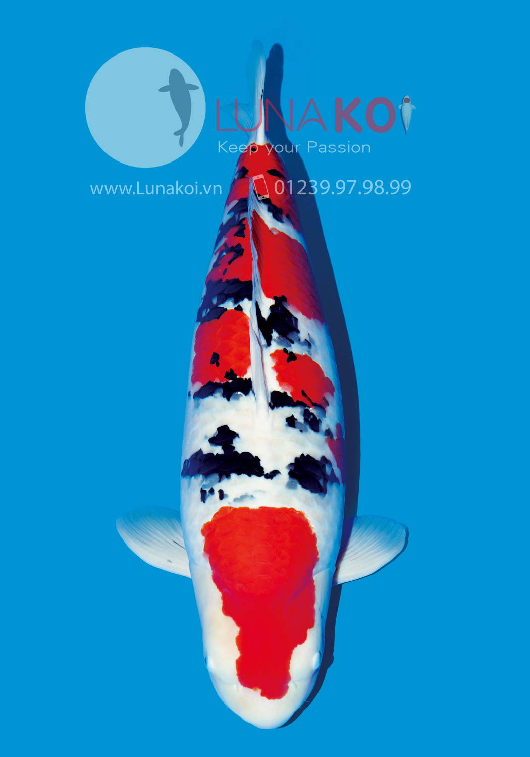 All Japan Koi Show 2015