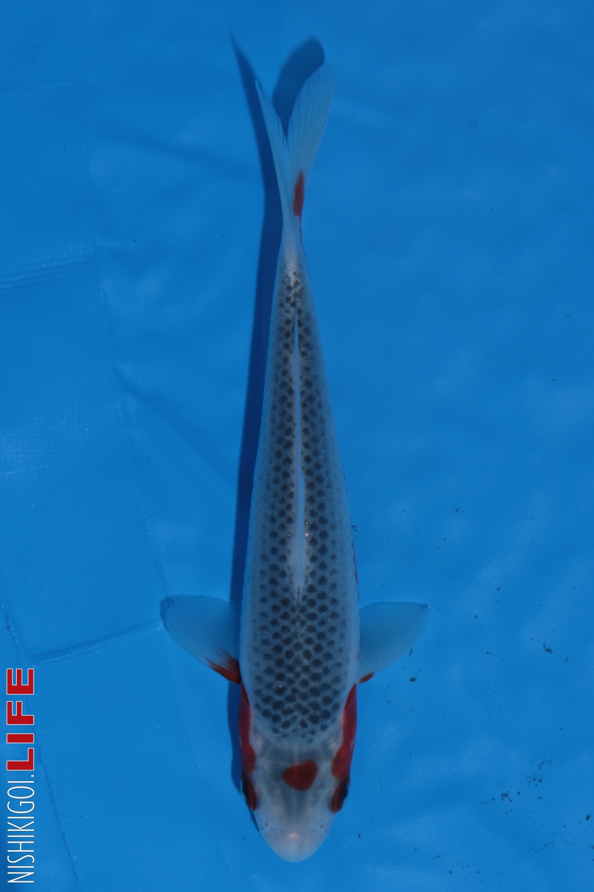 15bu Botan, Asagi