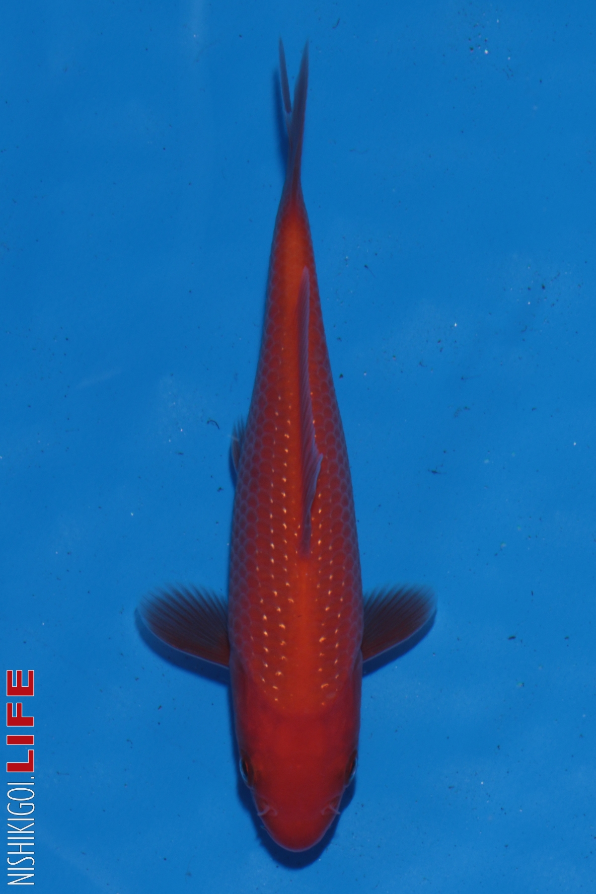 12bu Botan, Mujimono