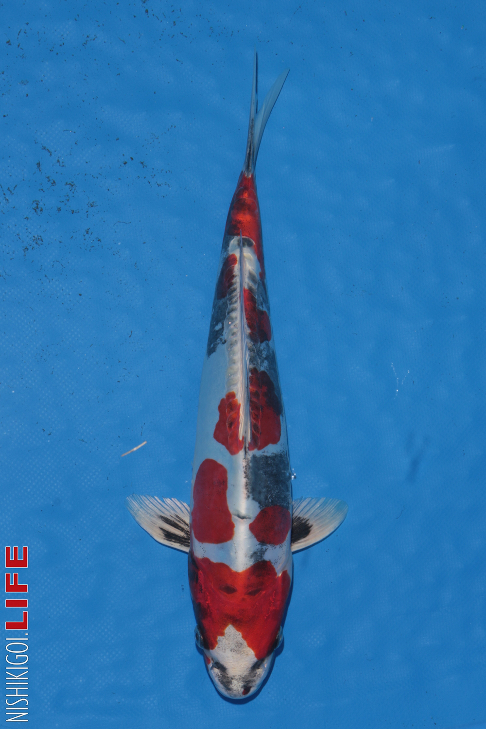 33bu Botan, Hikariutsuri