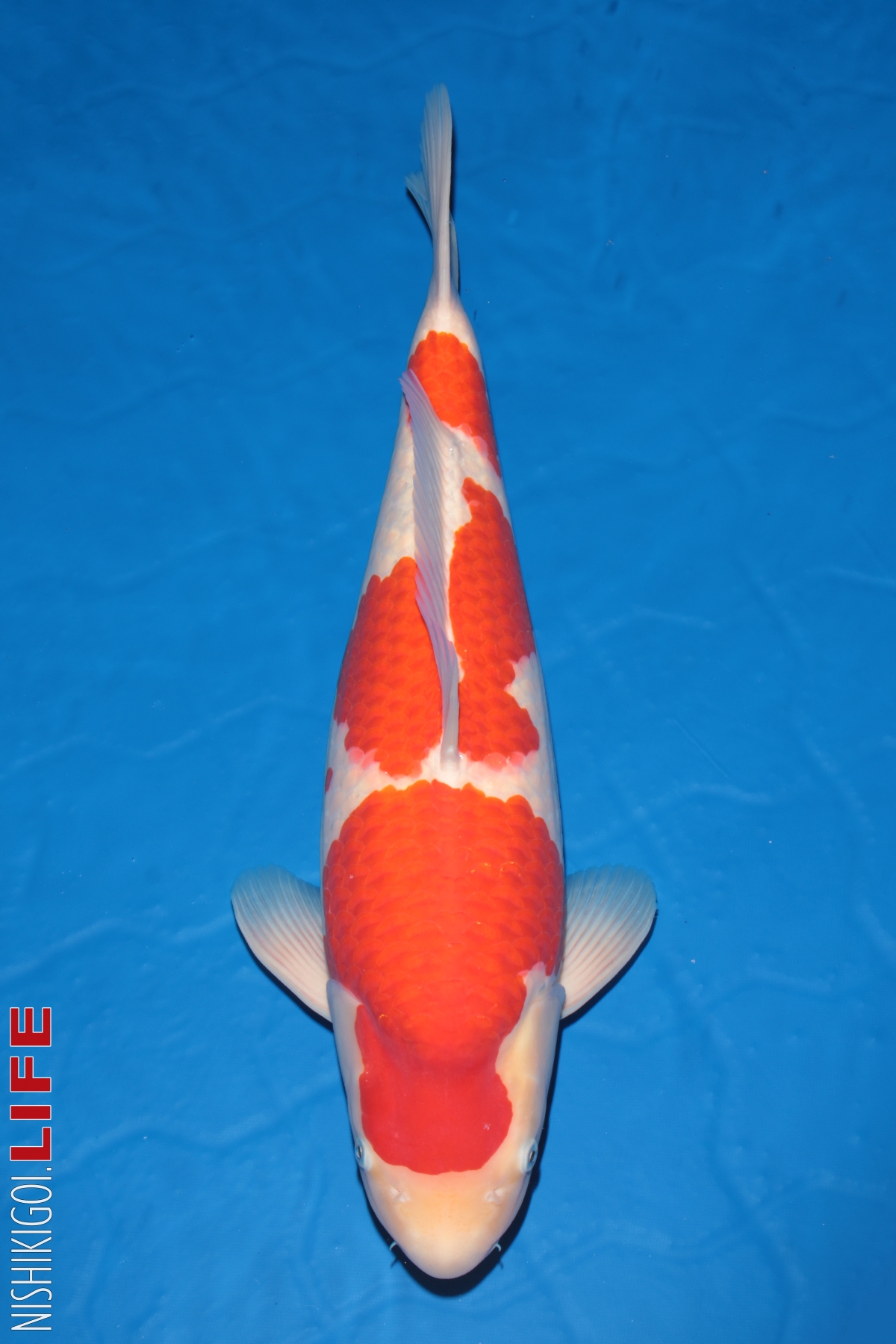 Cá Koi SHow