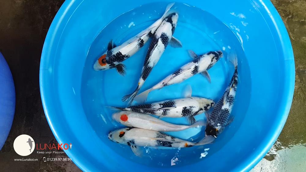 www.123nhanh.com: Mở Bán Lô Cá Koi F1 Tuyển Chọn, Chất Lượng Cao