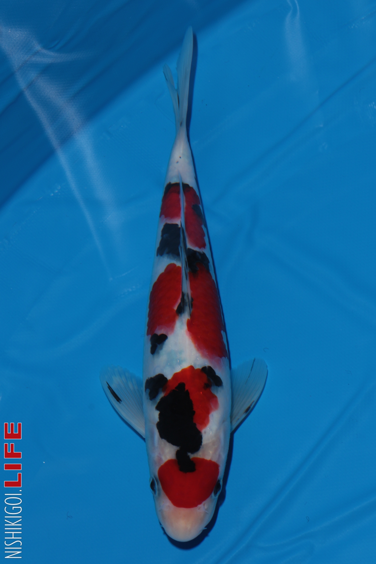 All Japan Koi Show 2018