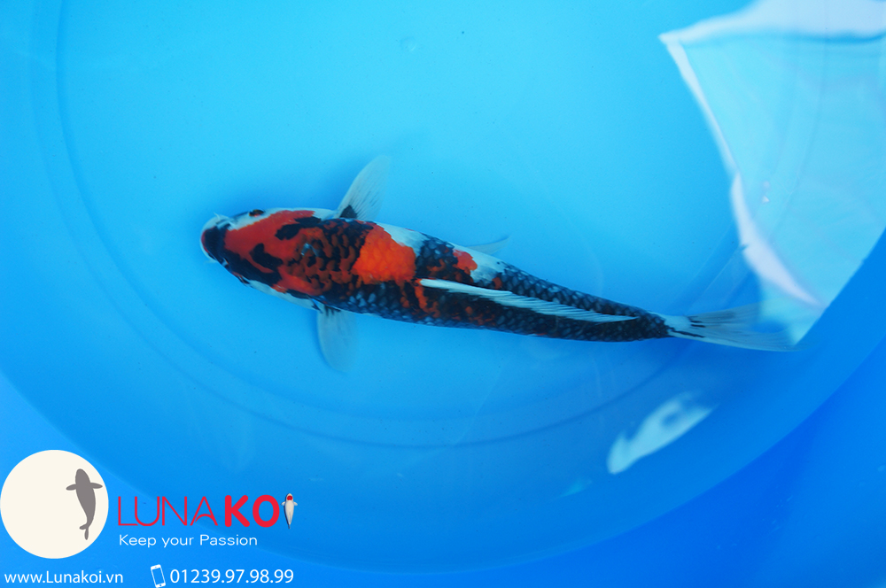 Lô cá Koi Nhật Cần Thơ